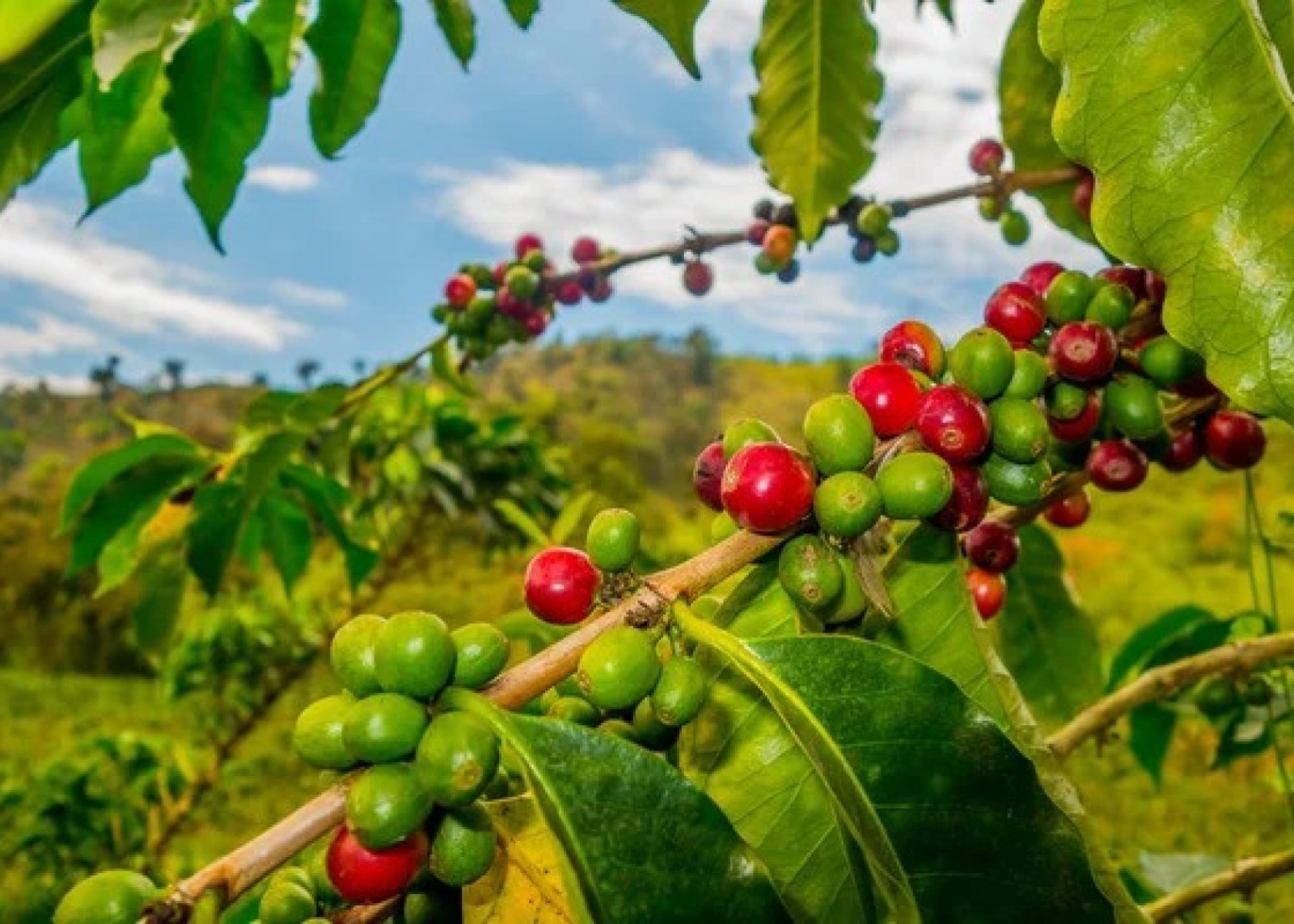 Cerezas de café en las manos